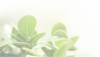 bottom-leaf
